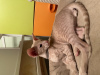 Photo №2 to announcement № 91857 for the sale of oriental shorthair - buy in Russian Federation from nursery