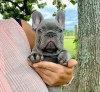 Photo №1. french bulldog - for sale in the city of Tampa | 380$ | Announcement № 110718