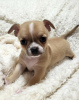 Additional photos: Chihuahua puppies