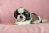 Photo №4. I will sell shih tzu in the city of Wrocław. private announcement, from nursery, breeder - price - 532$