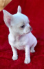 Photo №1. chihuahua - for sale in the city of Poznan | 845$ | Announcement № 7889