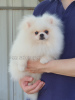 Photo №1. pomeranian - for sale in the city of Tbilisi | negotiated | Announcement № 107379