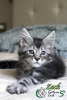 Photo №1. maine coon - for sale in the city of St. Petersburg | 743$ | Announcement № 11292