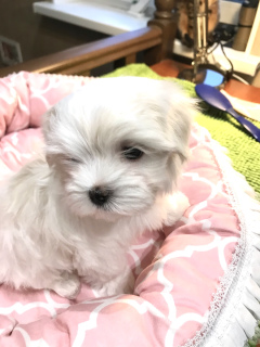Additional photos: Maltese puppies girl and boy