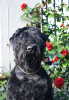 Photo №3. Black Russian Terrier. Poland