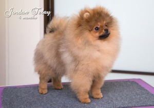 Photo №4. I will sell pomeranian in the city of Gomel. private announcement - price - 447$