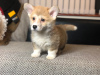 Photo №2 to announcement № 41582 for the sale of welsh corgi - buy in Germany private announcement