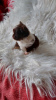 Photo №2 to announcement № 84748 for the sale of chihuahua - buy in Poland breeder