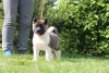 Photo №2 to announcement № 103374 for the sale of american akita - buy in Russian Federation from nursery, breeder