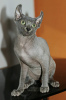 Photo №4. I will sell sphynx cat in the city of Paris.  - price - 1107$