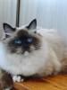 Photo №3. Luxurious cat. Russian Federation