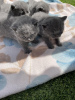 Photo №1. british shorthair - for sale in the city of Berlin | 370$ | Announcement № 55303
