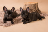 Photo №4. I will sell french bulldog in the city of Munich. private announcement, breeder - price - 423$