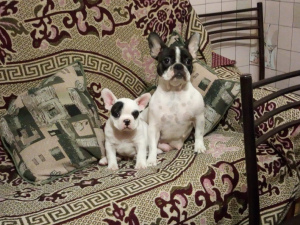 Photo №3. I will sell a puppy of the French bulldog. Russian Federation