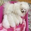 Photo №1. pomeranian - for sale in the city of Los Angeles | 600$ | Announcement № 83586