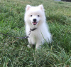 Photo №1. japanese spitz - for sale in the city of Dnipro | 10000$ | Announcement № 13264