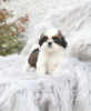 Photo №1. shih tzu - for sale in the city of Бернау | Is free | Announcement № 99566