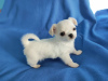 Photo №4. I will sell chihuahua in the city of Munich. breeder - price - 269$