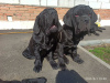 Photo №2 to announcement № 8712 for the sale of neapolitan mastiff - buy in Russian Federation breeder