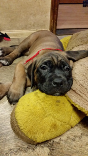 Additional photos: puppies cane corso