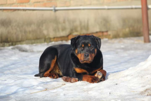 Photo №2 to announcement № 5847 for the sale of rottweiler - buy in Russian Federation from nursery
