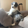 Photo №1. australian shepherd - for sale in the city of Berlin | 845$ | Announcement № 89556