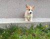 Photo №1. welsh corgi - for sale in the city of Zrenjanin | negotiated | Announcement № 98687