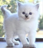 Photo №1. british longhair - for sale in the city of New York | negotiated | Announcement № 122536