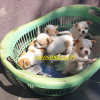 Photo №1. chihuahua - for sale in the city of Москва | negotiated | Announcement № 17636