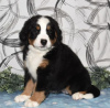 Photo №1. bernese mountain dog - for sale in the city of Larnaca | 634$ | Announcement № 103927