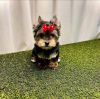 Photo №4. I will sell yorkshire terrier in the city of Chicago. private announcement, breeder - price - 400$