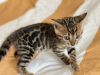 Additional photos: Urgently selling cute bengal kittens