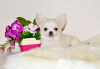 Photo №1. chihuahua - for sale in the city of Москва | 545$ | Announcement № 8466