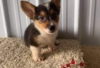 Photo №2 to announcement № 126988 for the sale of welsh corgi - buy in Germany private announcement