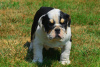 Photo №2 to announcement № 101235 for the sale of non-pedigree dogs - buy in Germany private announcement, breeder