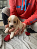 Photo №1. beagle - for sale in the city of Калифорния Сити | 350$ | Announcement № 64317