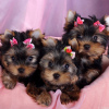 Photo №1. yorkshire terrier - for sale in the city of Budapest | 317$ | Announcement № 56822