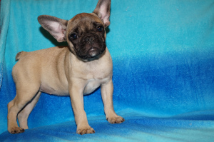 Photo №4. I will sell french bulldog in the city of Москва. breeder - price - 557$