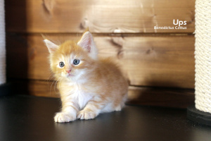Photo №1. maine coon - for sale in the city of Minsk | 311$ | Announcement № 6136