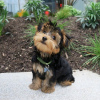 Photo №1. yorkshire terrier - for sale in the city of Дублин | negotiated | Announcement № 77714
