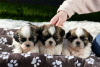 Photo №2 to announcement № 95859 for the sale of shih tzu - buy in Germany private announcement, breeder