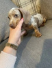 Photo №4. I will sell dachshund in the city of Houston.  - price - Is free