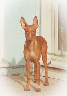Photo №3. Pharaoh Dog Puppy. Russian Federation