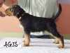 Additional photos: Airedale Terrier puppies READY FOR COLLECTION - ZKwP / FCI