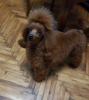 Photo №1. poodle (toy) - for sale in the city of Zrenjanin | negotiated | Announcement № 91849