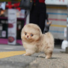 Photo №3. Pomeranian puppies. United States