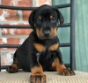 Photo №1. dobermann - for sale in the city of Brussels | negotiated | Announcement № 116917