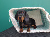 Photo №1. dachshund - for sale in the city of Prešov | negotiated | Announcement № 29018