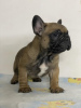 Additional photos: French bulldog from Don