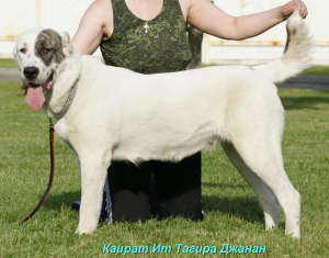 Additional photos: Central Asian Shepherd Dog puppy male